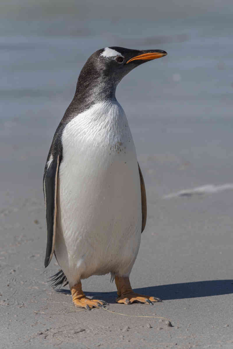 Pingüino Gentoo - islas Falkland o Malvinas 18.jpg